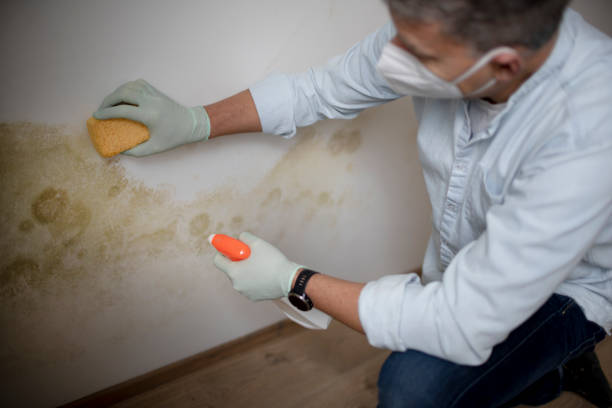 Best Kitchen Mold Remediation in Seaville, NJ