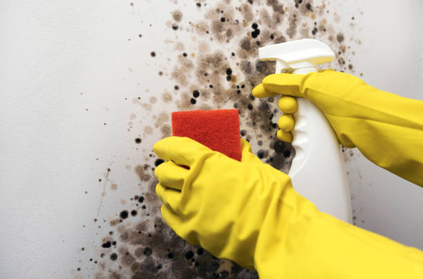 Best Bathroom Mold Remediation in Seaville, NJ