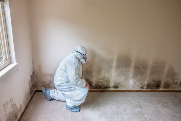 Best Industrial Mold Remediation in Seaville, NJ