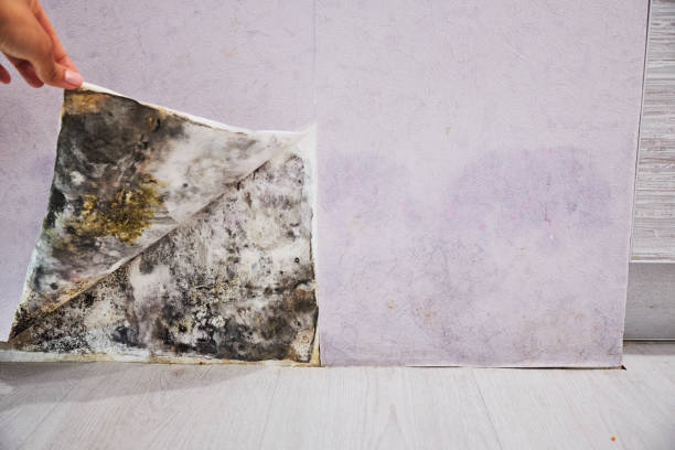 Best Kitchen Mold Remediation in Seaville, NJ